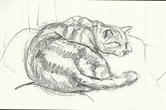 Marmalade-cat. Pencil