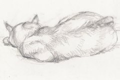 cat-study. Pencil
