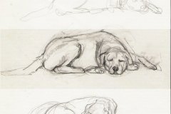 dog-study. Pencil