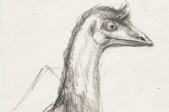 emu. Pencil