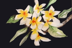 Ashlear Britt-Frangipanis