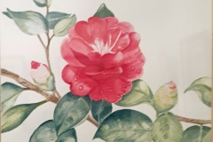 Hilary Glover-Camelias