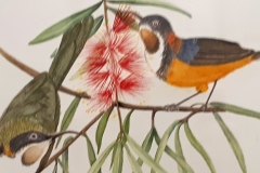 Hilary Glover-Spinebills on Callistemon