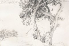 moreton-bay-figs. Pencil drawing