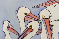 Lynette Bubb Kangaroo Island Pelicans