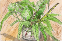 Sally Pope-Plant in vase, Pen and wash