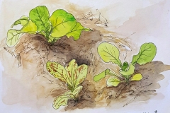 Sally Pope -Radishes- Pen and wash