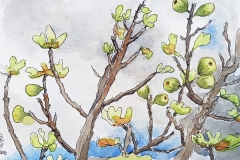 Sally Pope-Figs-Pen and wash