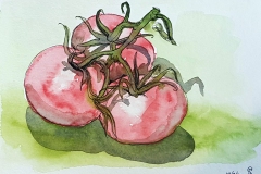 Sally PopeTomatoes-Pen and wash