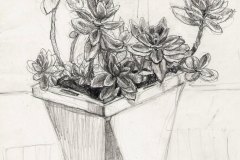 plant-study. Pencil