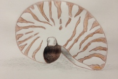 Valerie Mollard-Sea shell, watercolours
